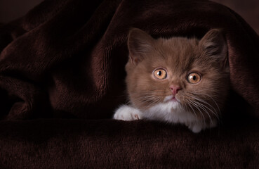 Rassekatze Kater Kitten Katze imposant und edel - Luxus BKH