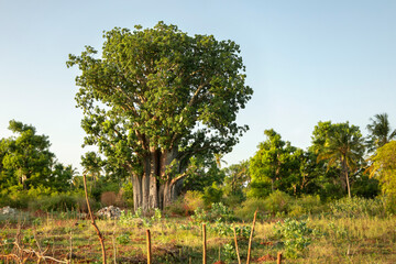 Baobab tree on the field, rural scene, landscape of african countryside. Silhouette of the baobab...