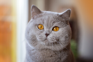 Rassekatze Kater Kitten Katze imposant und edel - Luxus BKH