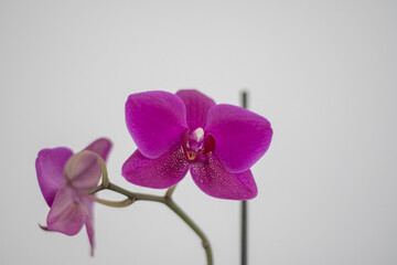 Knabenkräuter - Orchidenn auf weiss