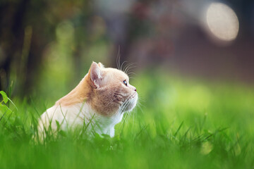 Imposanter BKH Kater im Sommer auf einer Wiese im Garten 