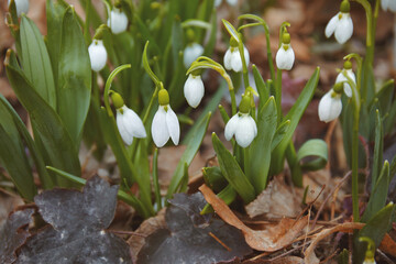 Snowdrop (galanthus nivalis) growing through old foliage 