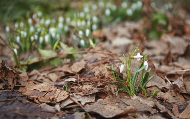 Snowdrop (galanthus nivalis) growing through old foliage 