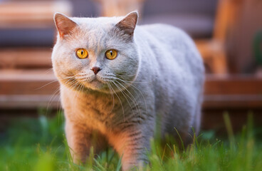 Rassekatze Kater Kitten Katze imposant und edel - Luxus BKH