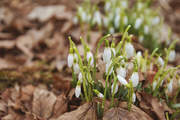 Snowdrop (galanthus nivalis) growing through old foliage 