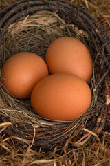 Fresh chicken eggs in a nest on a dark background
