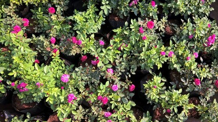 colorful flowers and plants for multipurpose use