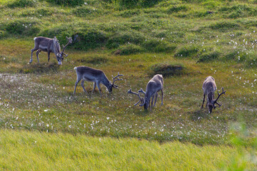 Naklejka na ściany i meble Reindeers are grazed in the tundra, Finnmark, Northern Norway