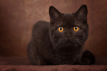 Britisch Kurzhaar Katze mit leuchtend gelben Augen - chocolate Nahaufnahme sehr edel
