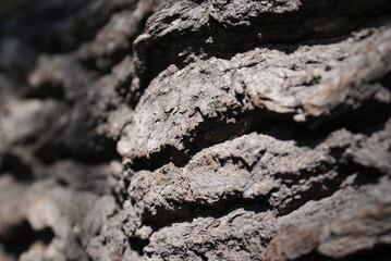 Tree bark close-up