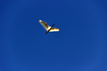 Black-headed Ibise