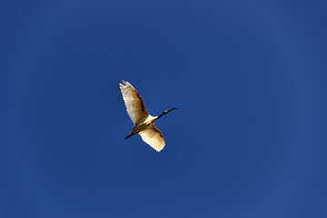 Black-headed Ibise