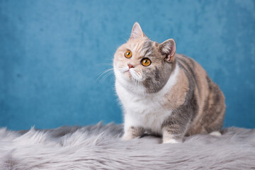 Rassekatze Kater Kitten Katze imposant und edel - Luxus BKH