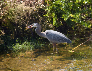 Great blue heron in Florida
