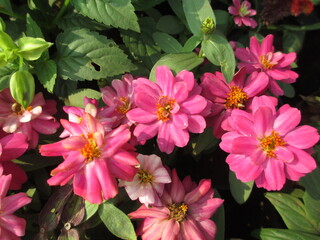 colorful flowers and plants for multipurpose use