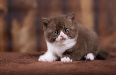 Edel - Katzenbaby - extrem niedlich beim kuscheln