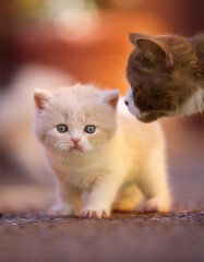 Edel - Katzenbaby - extrem niedlich beim kuscheln