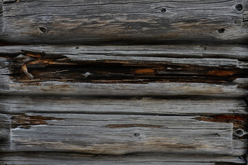 wooden wall. rotten logs