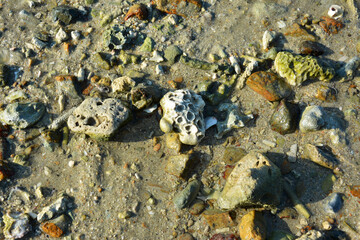 many rocks on the sand beach in sunny afternoon