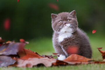 Edel - Katzenbaby - extrem niedlich beim kuscheln