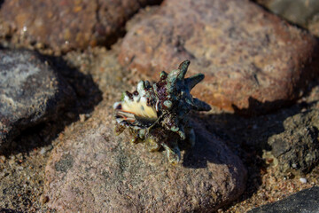 a thorny shell lies on a stone