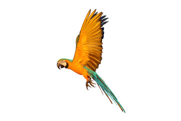 Macaw parrot flying isolated on white background