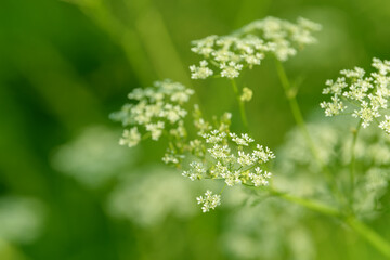 Anise flower field. Food and drinks ingredient. Fresh medicinal plant. Seasonal background. Blooming anise field background on summer sunny day.