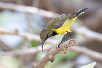 Fototapeta premium Olive-backed sunbird, Yellow-bellied sunbird (Cinnyris jugularis)