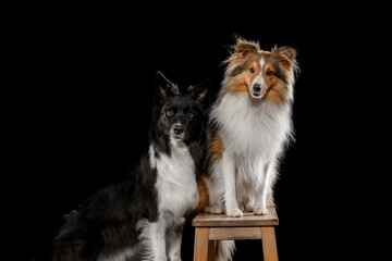 Two shepherd dogs isolated on black background