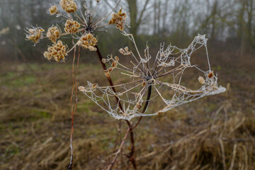 Ice form on spider's web on a thistle in winter on a foggy day 