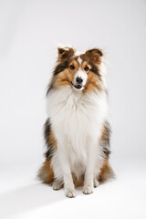 Sheltie dog (shetland sheepdog) on white background