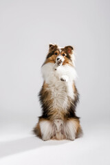 Fototapeta na wymiar Sheltie dog (shetland sheepdog) on white background