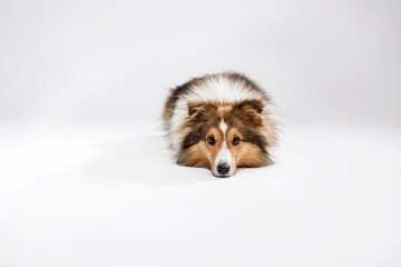 Sheltie dog (shetland sheepdog) on white background