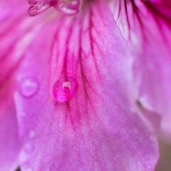 Water drop flowing down the summer flower. Natural background. Drop of water morning dew on pink petal of blooming flower, macro close up.