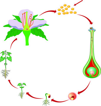 Vector Illustration of a Flower Pollination, Reproduction in Plant Diagram