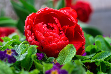 Red rose with green leaves and rain drops