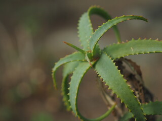pianta succulenta