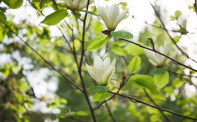 Magnolia flowers on a bush