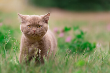 Naklejka na ściany i meble Britisch Kurzhaar Kitten Katze extrem niedlich und hübsch