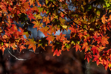 紅葉