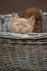 Fototapeta na wymiar Britisch Kurzhaar Kitten im Korb