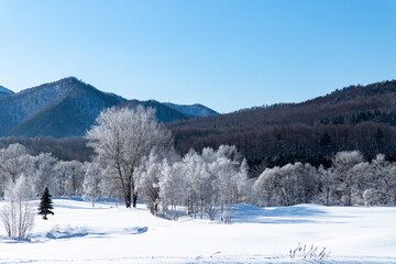 北海道冬の風景　富良野の樹氷