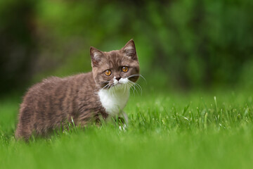 Edel - Katzenbaby - extrem niedlich beim kuscheln