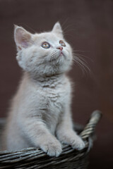 Fototapeta na wymiar Britisch Kurzhaar Kätzchen in der Fellfarbe Lilac schaut aus einem Korb nach oben