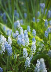 Blue and white muscari flowers on a glade, close up
