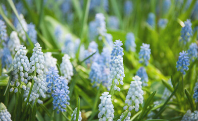Blue and white muscari flowers on a glade, close up