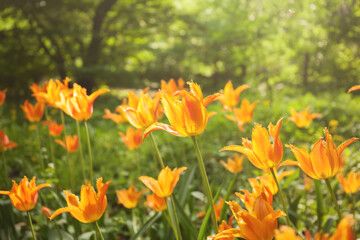 Orange liliaceae tulips in the park