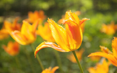 Orange liliaceae tulip close up in the park