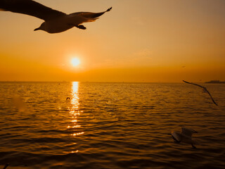 Fototapeta na wymiar Sunset Sea Bird Silhouette sunset.Silhouette bird flying photography Sea. Minimal photography
