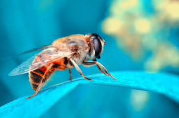 Close Up  beautiful  Bee macro in green nature 